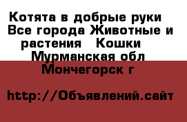 Котята в добрые руки - Все города Животные и растения » Кошки   . Мурманская обл.,Мончегорск г.